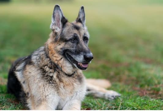 "Un compañero constante y querido": muere Champ, el mayor de los pastores alemanes de los Biden