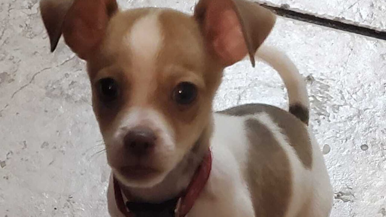 "Mi pequeño Junior", así presentó a su mascota Rocío Montealvo.