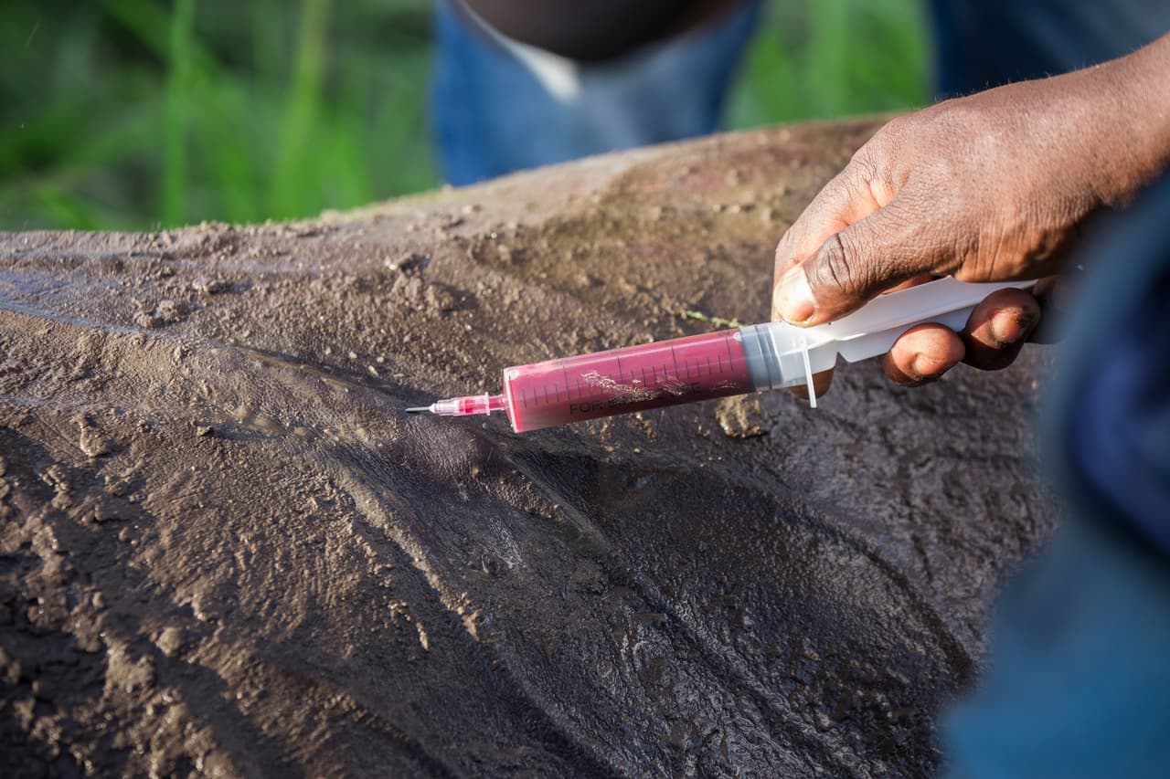 Se toman muestras de sangre para hacer análisis genéticos de esta población en Tanzania.