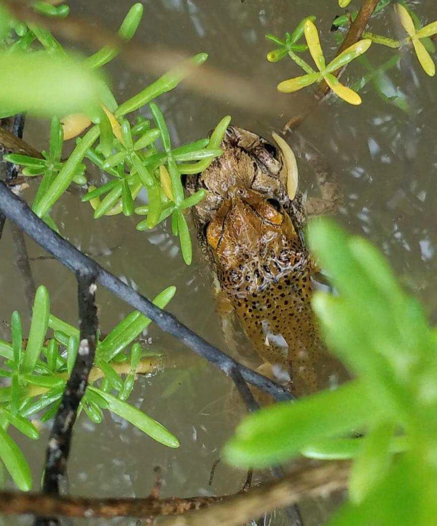 El sapo concho se reproduce gracias a Karen