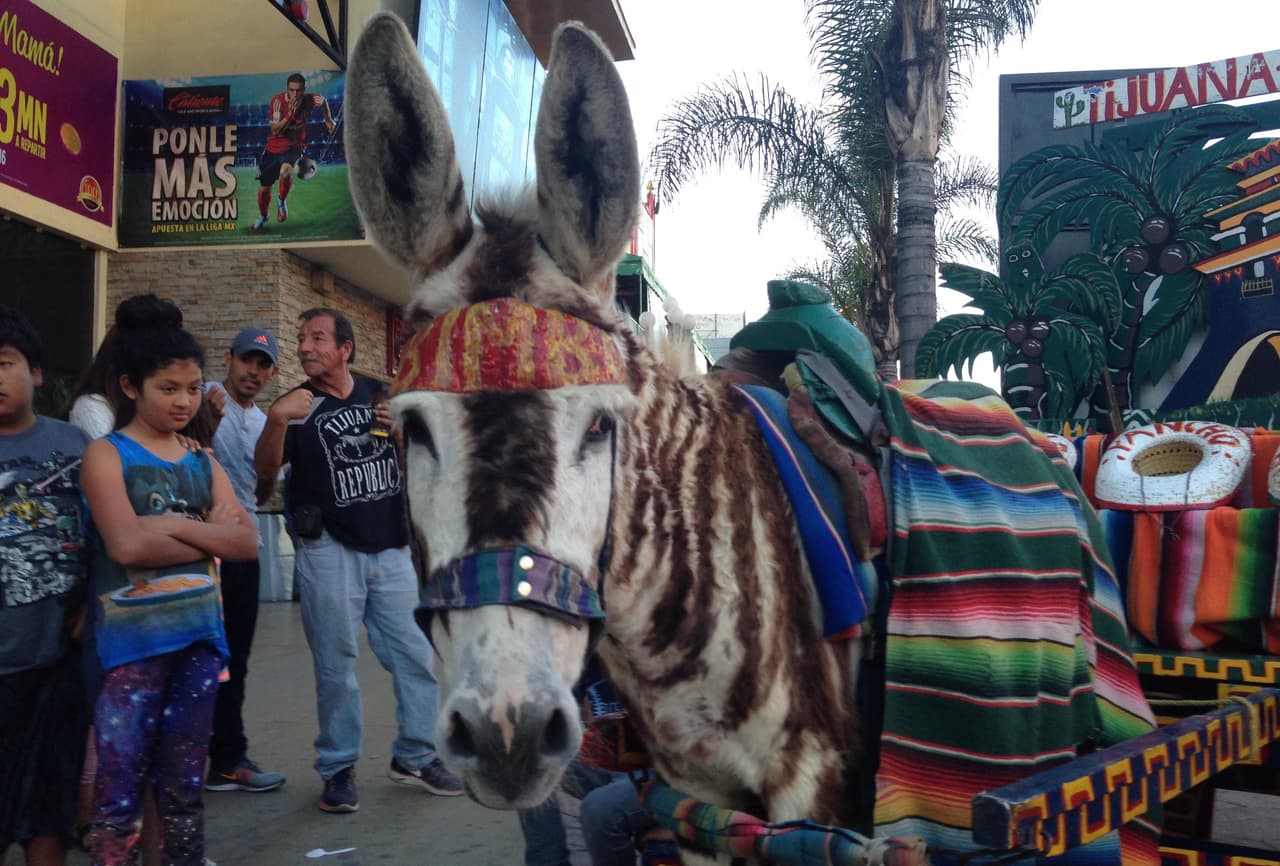 Bimbo está acostumbrado a posar.