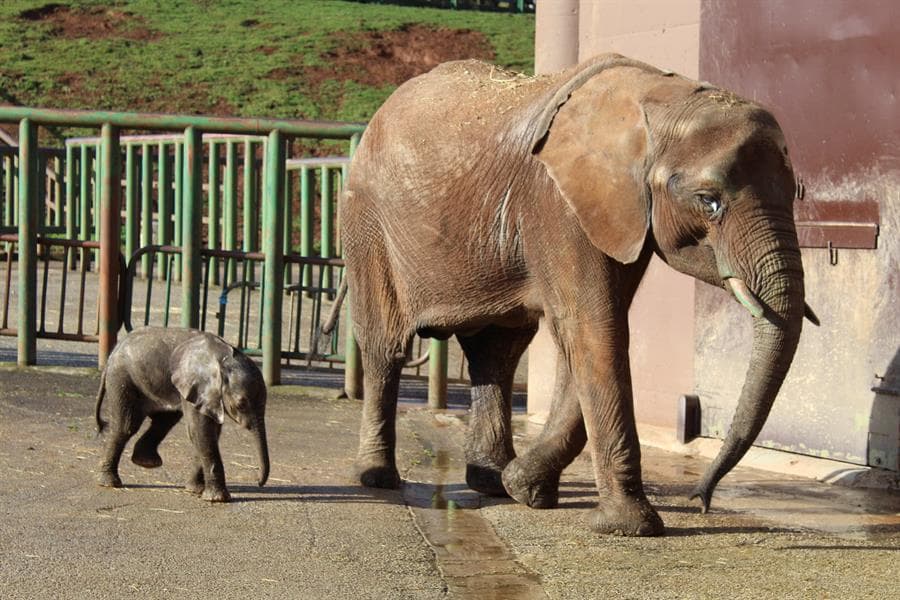 La trágica muerte de un trabajador de un parque natural tras ser golpeado por un elefante