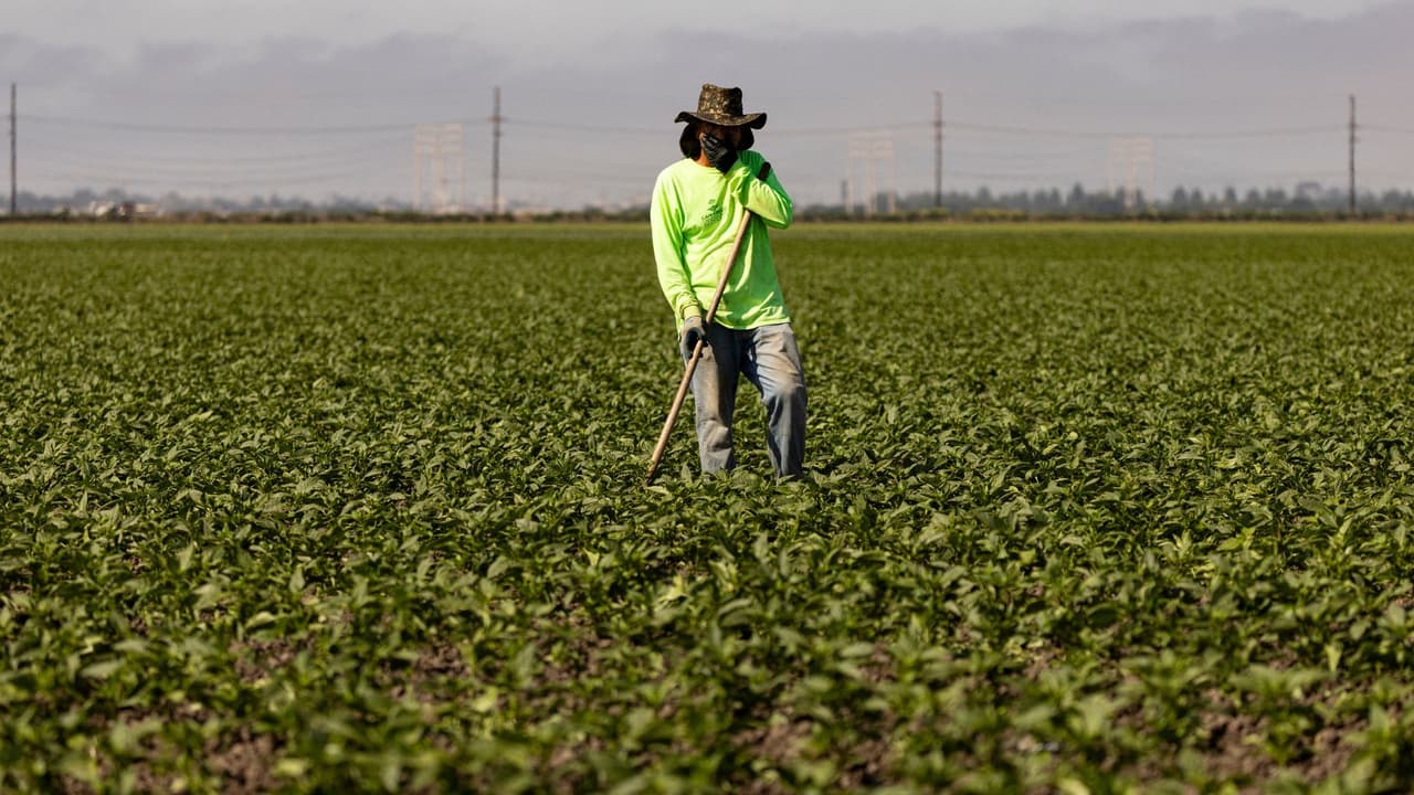 Fiebre del Valle: la enfermedad silenciosa que golpea a trabajadores del campo en California