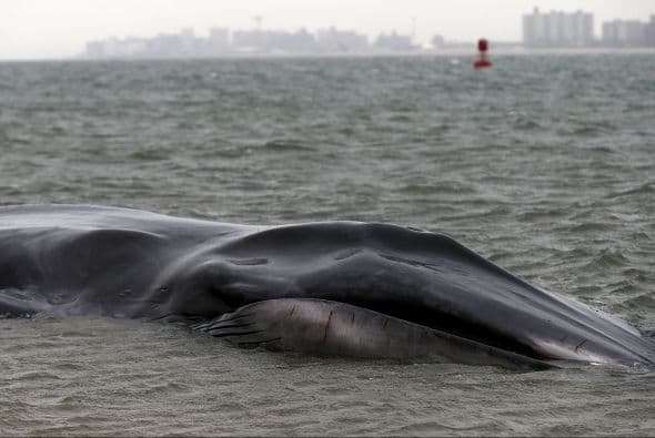 Están a la espera de la llegada de expertos en vida marina, según las misma fuentes.