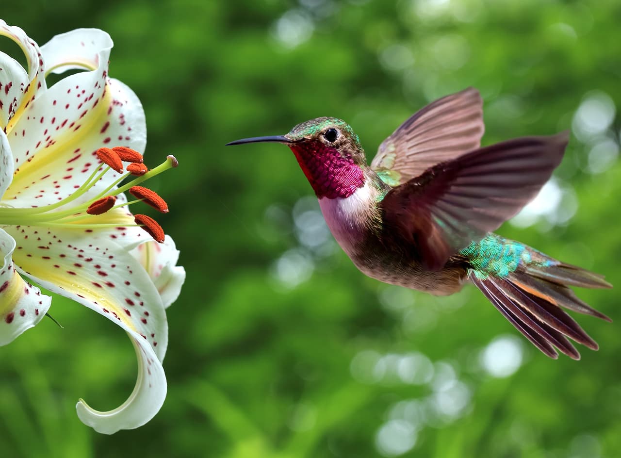 En los jardines del zoológico Chaffee se pueden apreciar 
<b>colibríes.</b> Según funcionarios del
<a href="https://www.univision.com/local/chicago-wgbo/los-animales-del-zoologico-de-brookfield-disfrutan-de-la-nieve-y-de-arboles-de-navidad-reusados-fotos">zoológico,</a> un dato curioso sobre este grupo de aves que muchos desconocen es que son 
<b>excelentes polinizadores.</b>