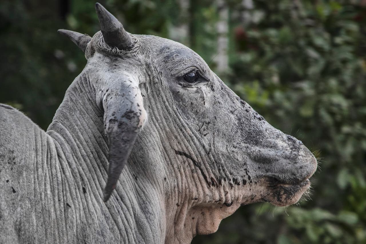 Una vaca cubierta por ceniza volcánica en la provincia de Batangas. Algunos residentes de las áreas aledañas se negaron a abandonar sus hogares y granjas. “Tenemos un problema, nuestra gente está en pánico porque que quieren rescatar su sustento, sus cerdos y rebaños de vacas”, dijo Wilson Marali, alcalde de Balete, a unas 10 millas al este del volcán en la costa del lago.
