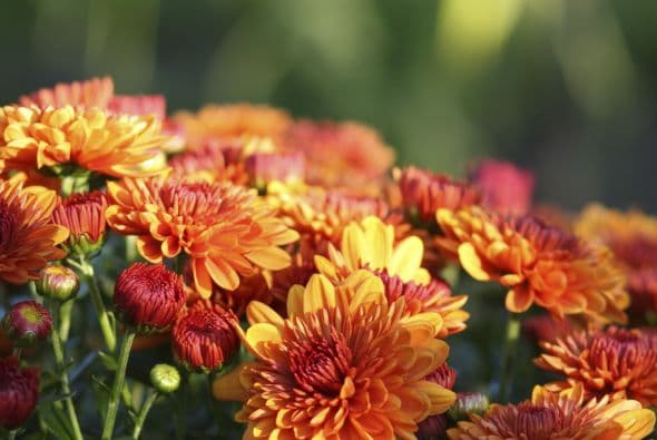 Además, según algunas tradiciones puedes colocar pétalos de crisantemo dentro de un vaso de vino para garantizar una vida larga y saludable.