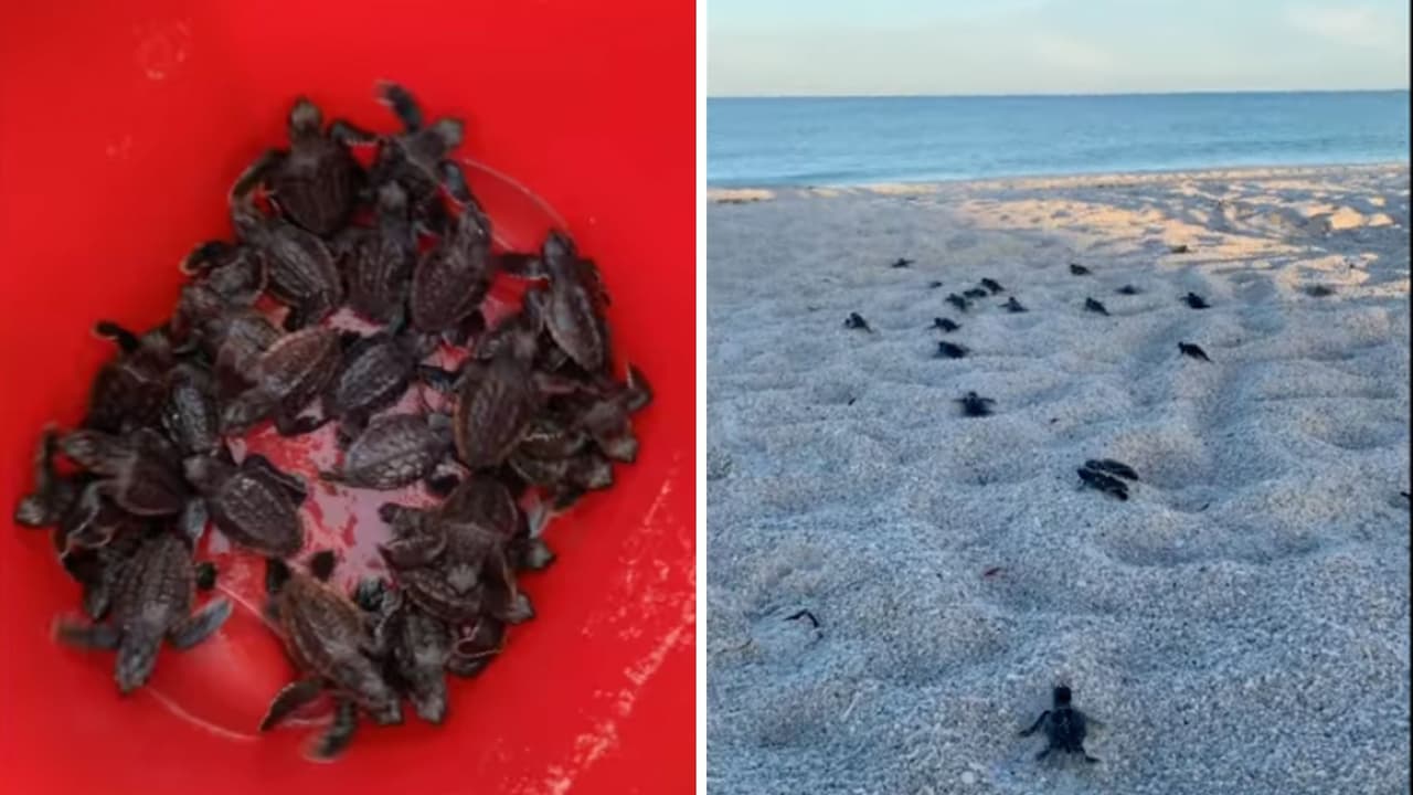 Descubren tortugas bebés en un estacionamiento y las liberan en el mar