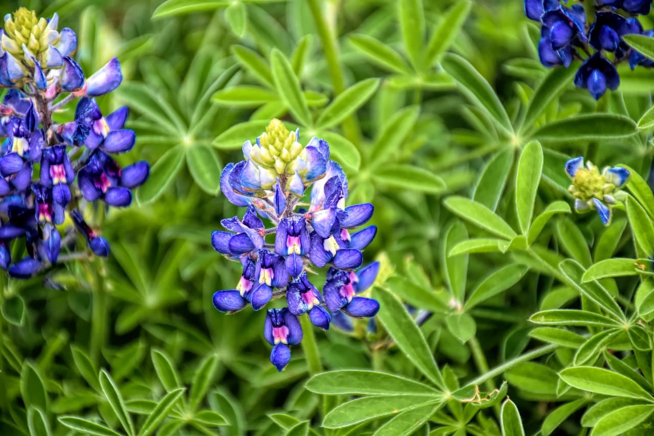 Según el Departamento de Agricultura de Estados Unidos, las semillas de flores silvestres del centro de Texas se deben plantar entre ahora y el 1 de diciembre si deseas rodearte de un campo lleno de bluebonnets, Indian paintbrushes y firewheels.