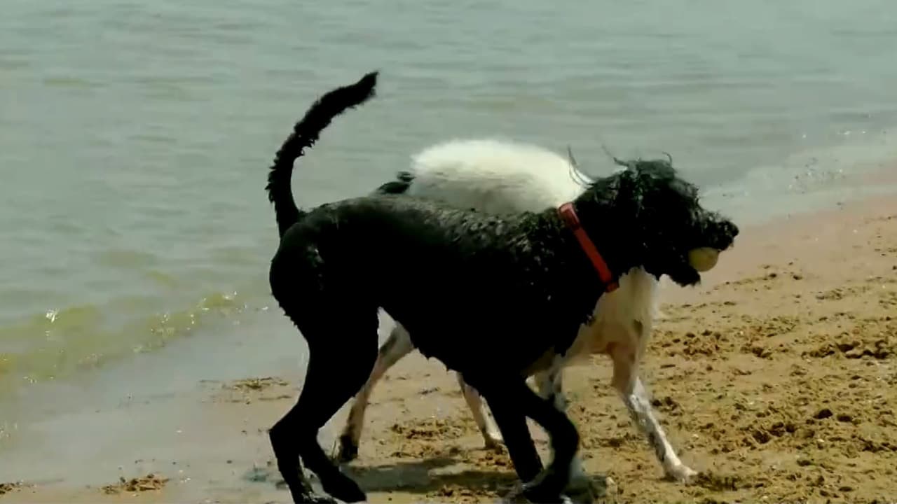 Dejar nadar a los perros durante estos días, es una de las recomendaciones que ofrece el portal web de Pawlicy Advisor. Recuerdan que es importante no dejarlos solos en el agua.