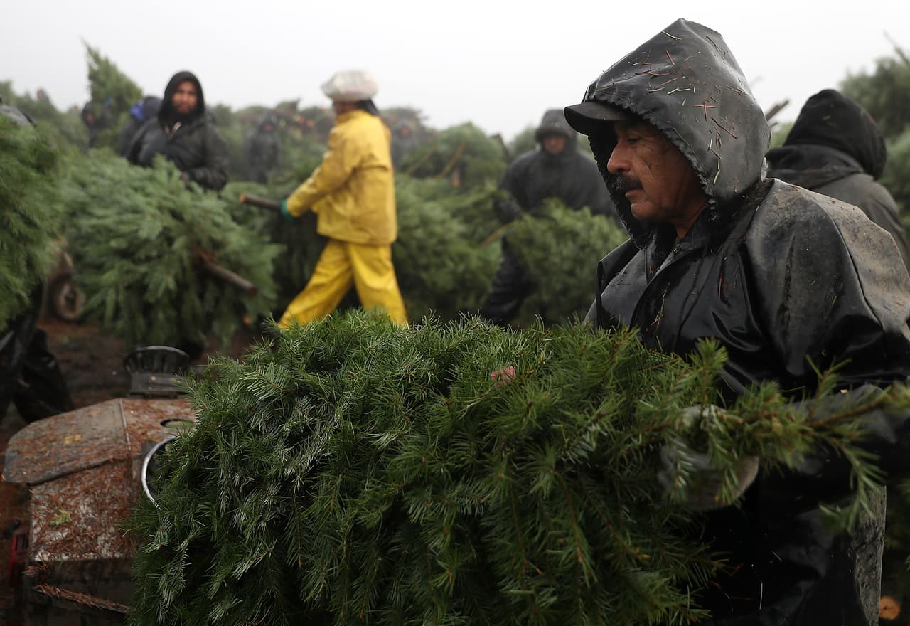 La granja maneja 12 áreas de procesamiento separadas en Oregon donde se distribuyen más de 600 empleados en la época de cosecha.