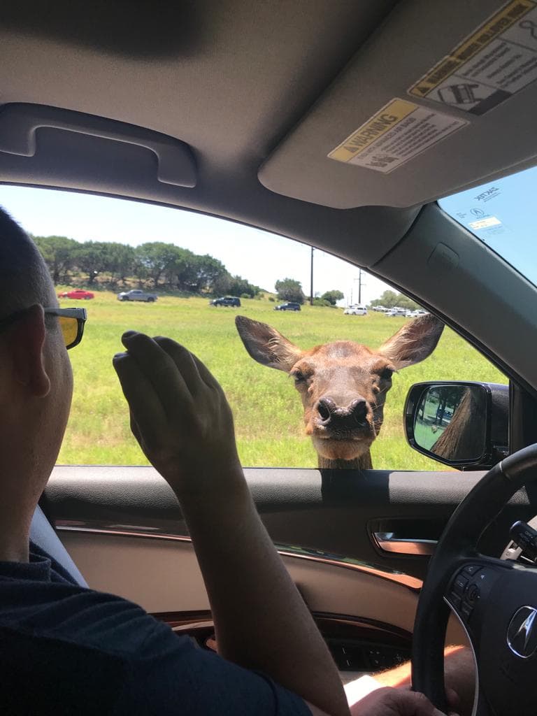 Puede alimentar a los animales desde su vehículo.