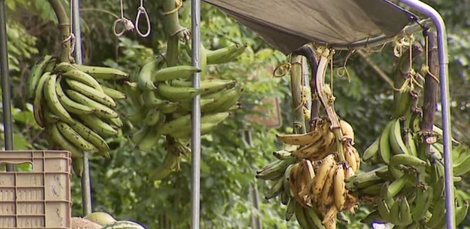 Los hechos ocurrieron en una finca del sector Coloso en el barrio Guanábano de Aguada