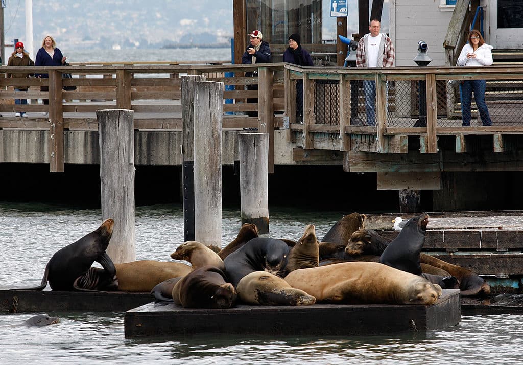 Los leones marinos, que suelen ser en su mayoría machos, son conocidos por su inteligencia, alegría y ladridos ruidosos.