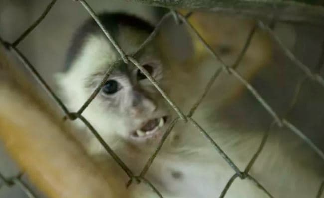 “Aparentemente, Route tomó el teléfono celular del zoológico, el cual estaba en el carro de golf que usa para viajar a través de los 40 acres del lugar”, escribieron en la publicación.
<br>