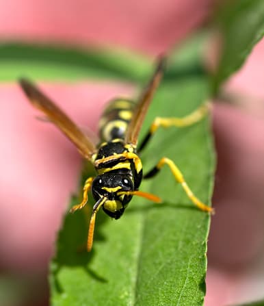 <b>Yellow jacket wasps: </b>¡Estos nidos pueden contener miles de avispas! Se distinguen las colmenas por la cantidad de avispas en la zona. Pueden picar y morder. Como no pierden su aguijón, pueden picar muchas veces y lo harán sin provocación.