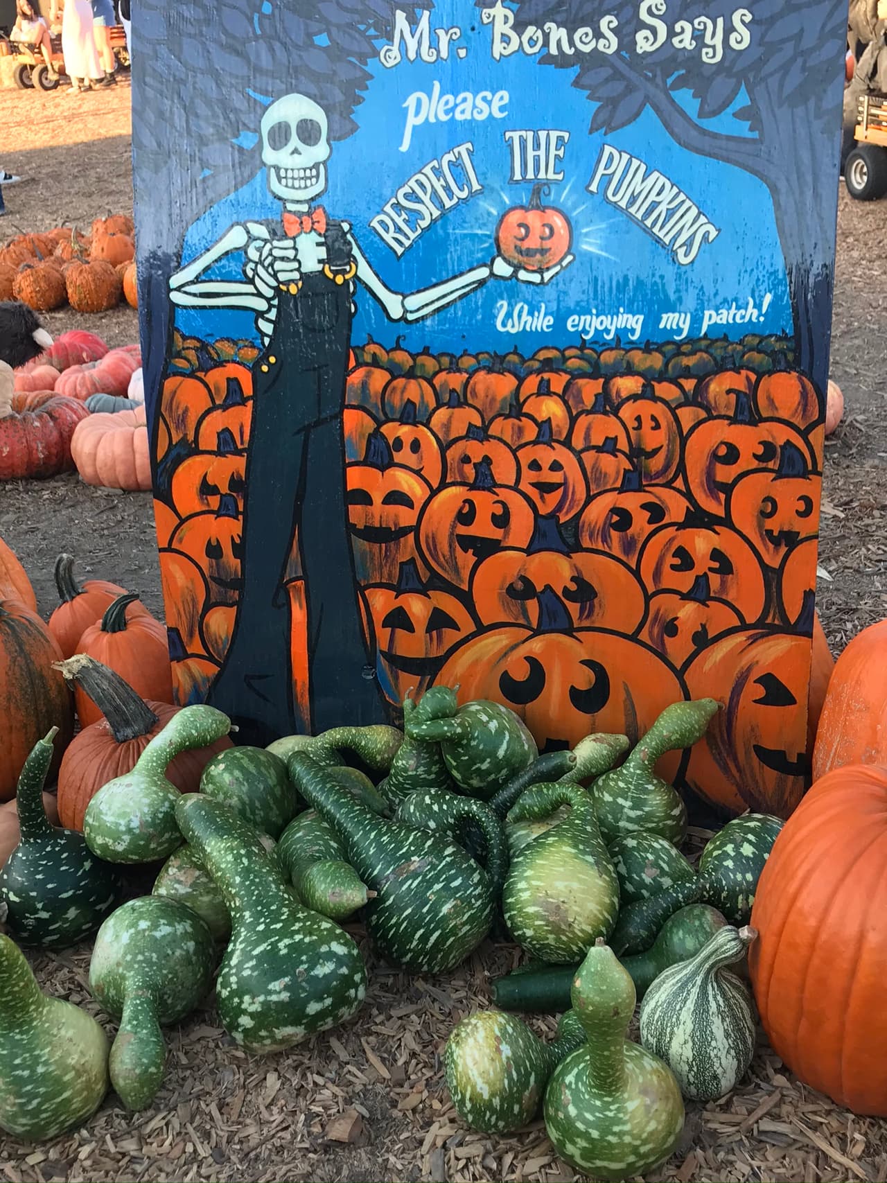 Nosotros recorrimos el popular Mr Bones Pumkin Patch y encontramos más de 40 tipos de calabazas únicas que pueden servirte de inspiración.