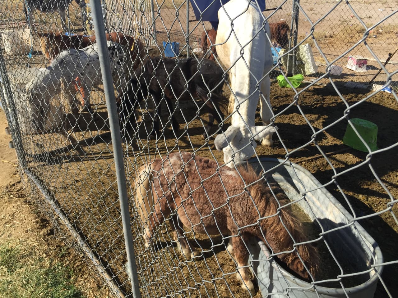 Había poca comiday agua para los animales.