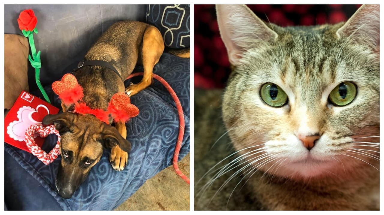 Austin Animal Center eximirá las tarifas de adopción en celebración de San Valentín