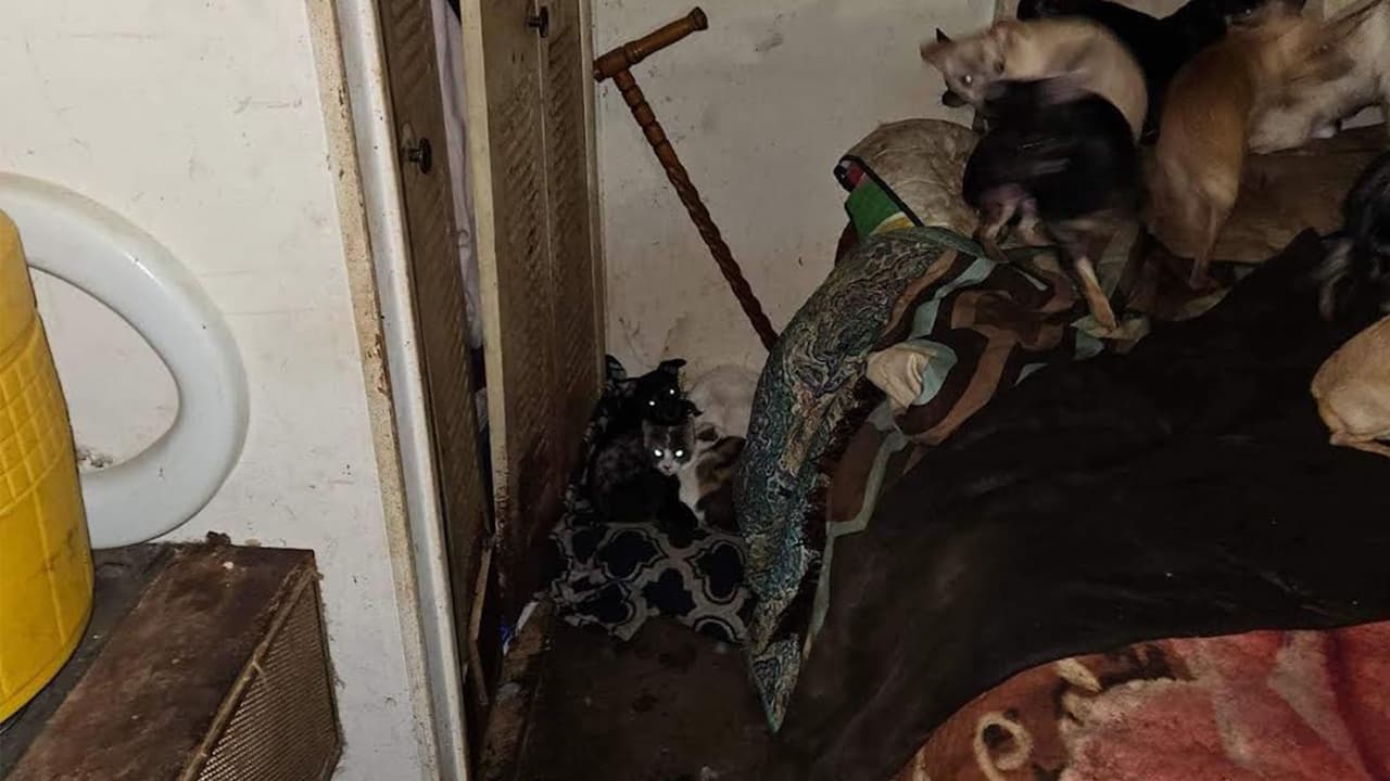 Si deseas 
<b>más información o hacer una donación a Border Tails Rescue</b>, puedes visitar 
<a href="https://www.bordertailsrescue.org/?fbclid=IwAR0lfIh1N6XBLC3wYSj39O-b5f8coEuRN5_1eQSRlAeZRBPjeGEyHFny40g" target="_blank">su página aquí</a>.