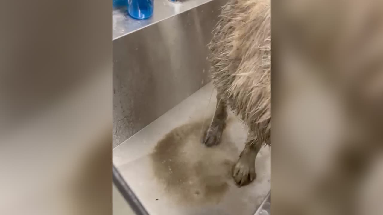 Además de lo sucio por el lodo, el perro que tiene una corta edad, sufrió una lesión en una de sus patas y puede ser la razón por la que no podía salir.