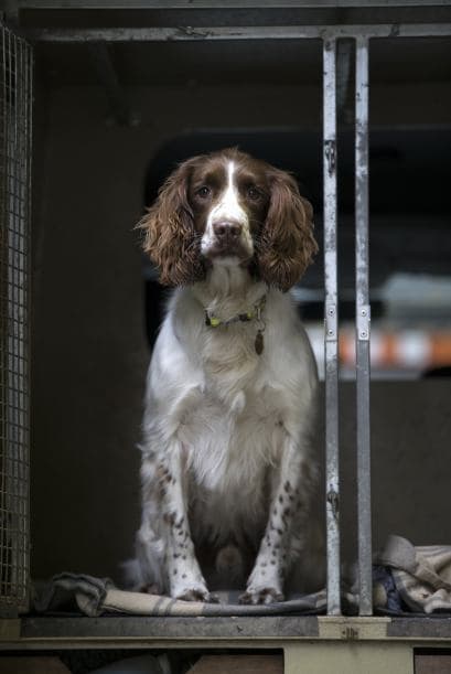 Algunas características deseadas son: capacidades olfativas, habilidad de concentración para que los perros no se distraigan con olores extraños.