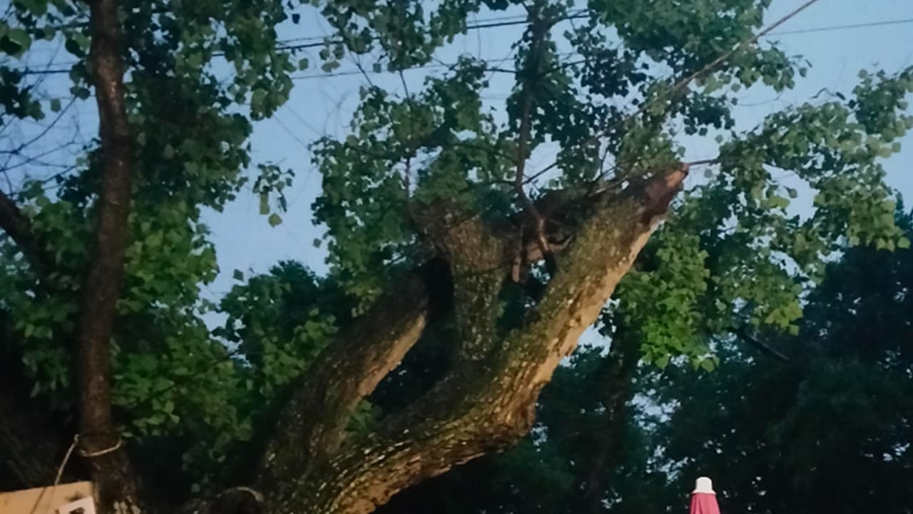 Un árbol dañado por los fuertes vientos es la foto que nos comparte Elvin Hernández desde Tomball a través de nuestra herramienta 'Repórtalo' de Noticias 45.