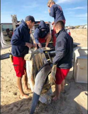 Las autopsias a los mamíferos se han realizado y PMMC está trabajando con la Administración Nacional Oceánica y Atmosférica para investigar las posibles causas. (Fotos @LACoLifeguard)
<br>