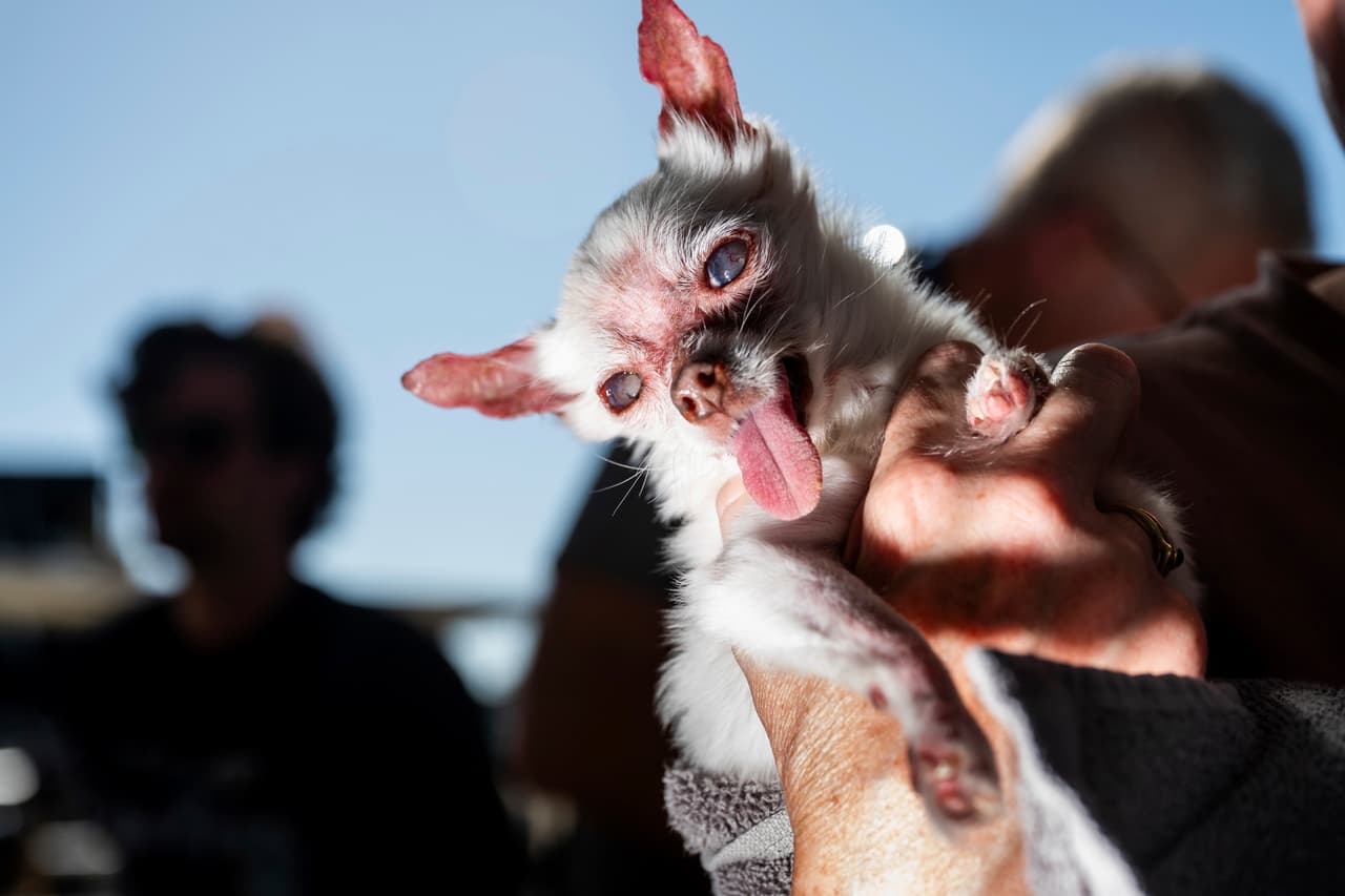 Nezumi, un chihuahua de 13 años que compite en el concurso del perro más feo del mundo en la feria del condado Sonoma, en Santa Rosa, California, el viernes 8 de agosto de 2025