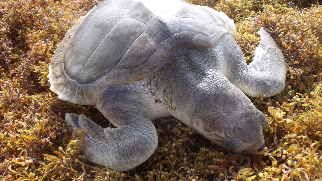 Las tortugas marinas Kemp Ridley son una rara especie que está en peligro de extinción por eso se hacen esfuerzos para conservar sus huevos.