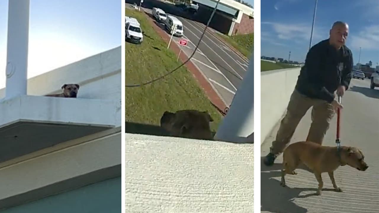 Así salvaron a un perro al borde de la muerte en una autopista en Florida