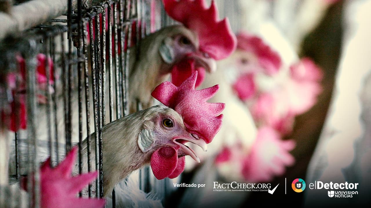 Los consejos erróneos de RFK Jr. sobre la gripe aviar