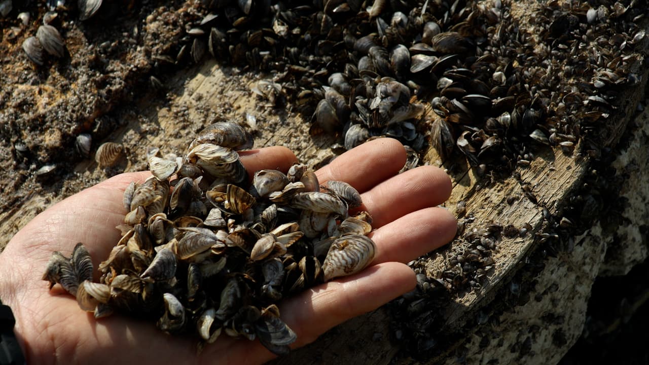 Autoridades advierten sobre especie invasora que infesta los lagos de Texas y piden