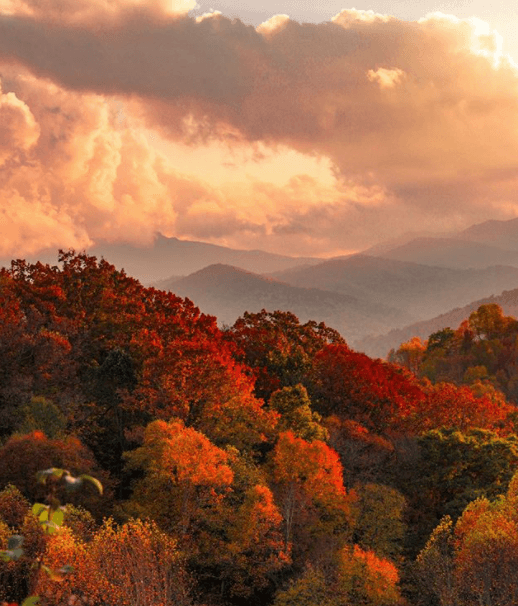 Los colores brillantes recorren las montañas del estado, hasta llegar a la costa y a los paisajes urbanos. Lugar: Blue Ridge Mountains, NC.