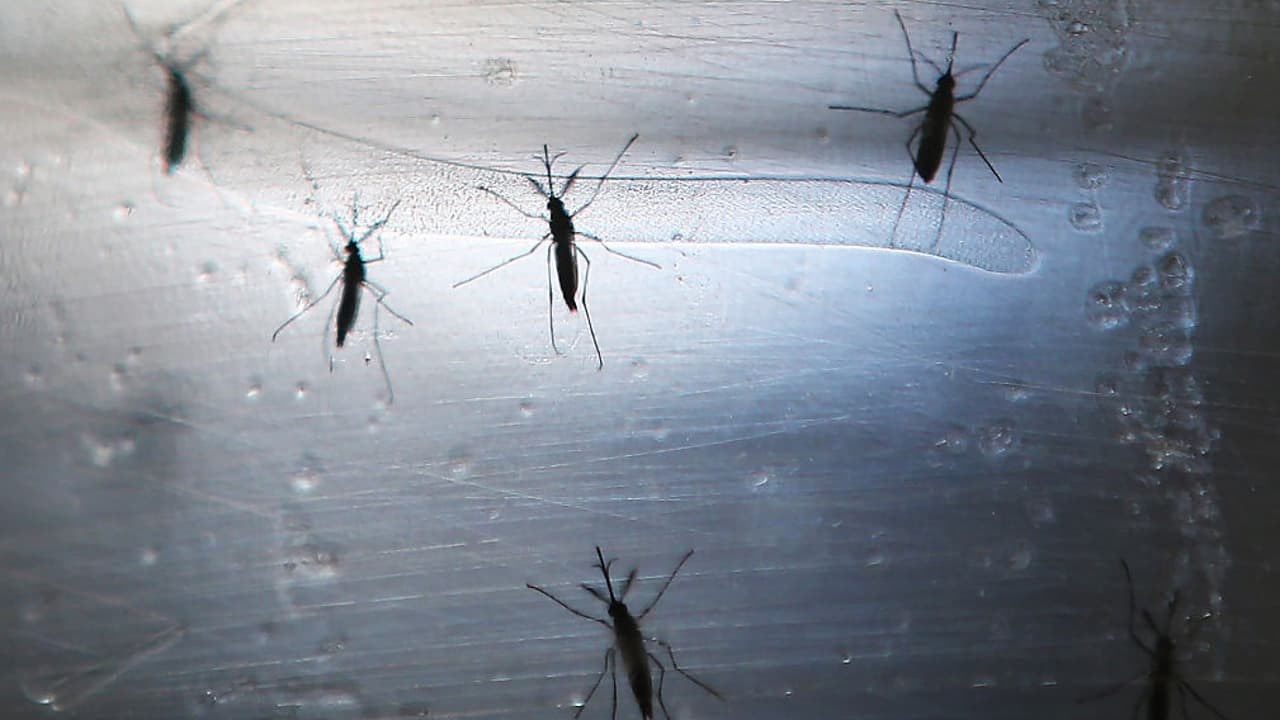 Autoridades recuerdan la importancia de evitar la picada de mosquitos con la llegada del verano