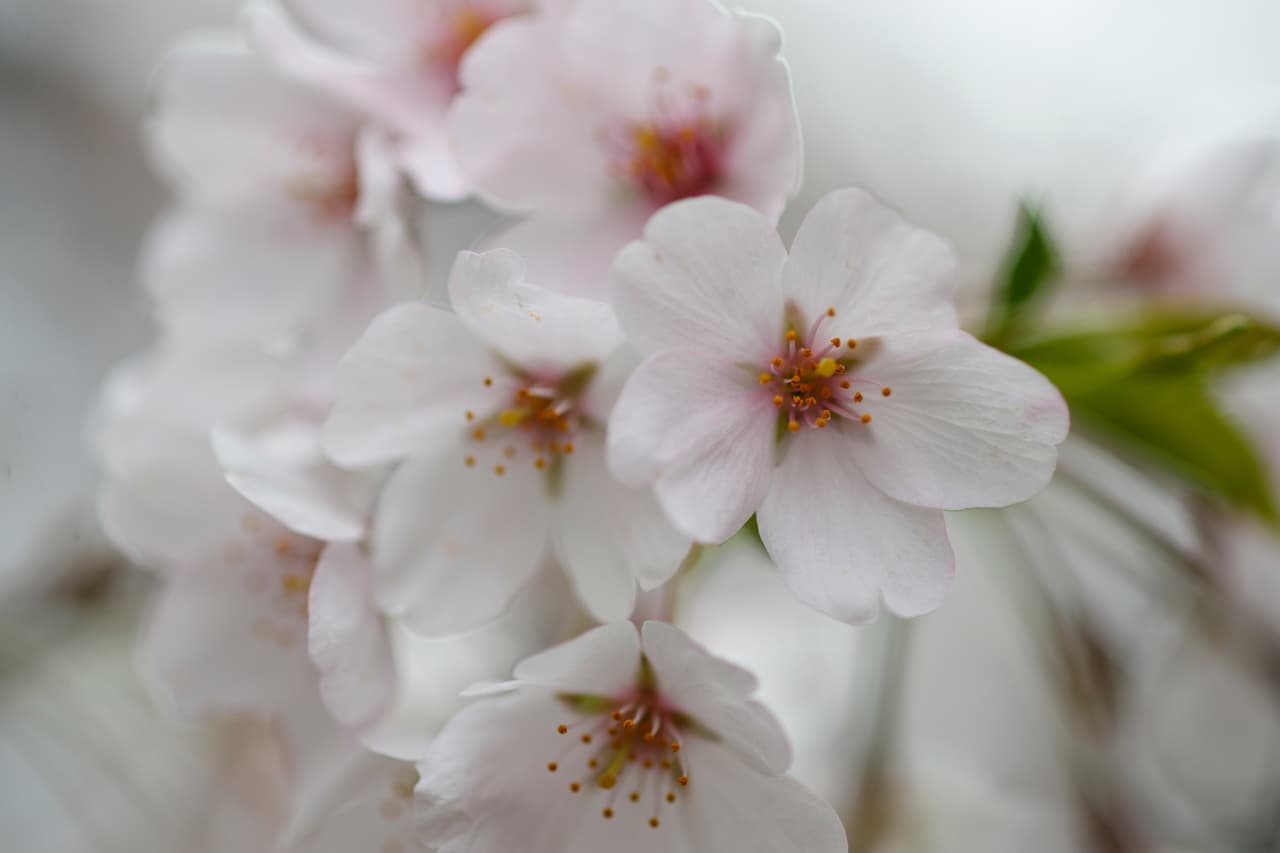 Sin embargo, los cambios que se han presentado en el ambiente han repercutido en este fenómeno.