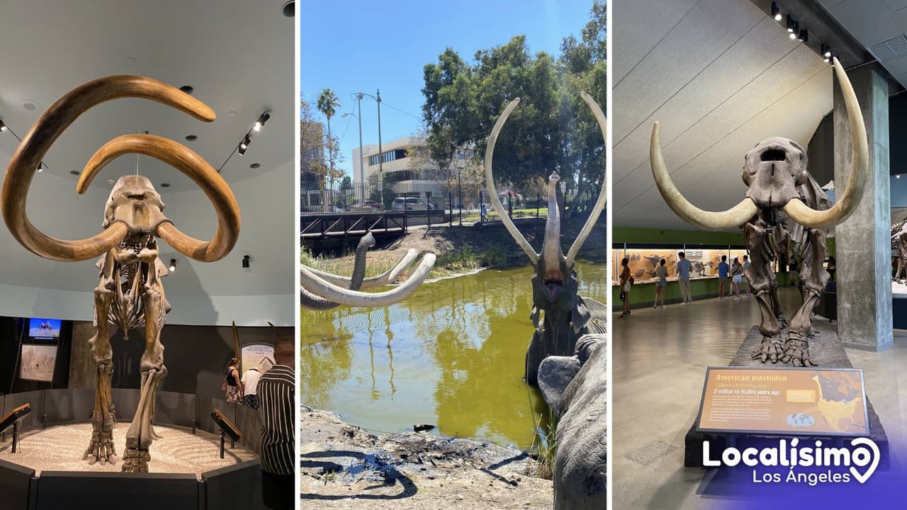 Puede que se acaben las vacaciones, pero no la diversión y estas fotos de La Brea Tar Pit en Los Ángeles, lo demuestran.
<br>Dirección: 5801 Wilshire Blvd, Los Angeles, CA 90036.
<br>Estacionamiento: $15 dólares en el estacionamiento dentro del museo
<br>Entrada: $21 adultos, estudiantes y tercera edad, $12, y $7 por niños entre 3 a 7 años.