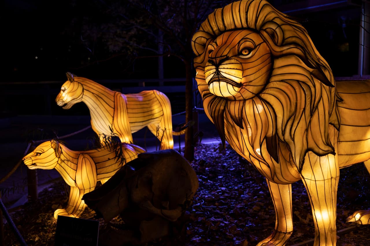 <b>Evento</b>: IllumiNights at the Zoo
<br>
<b>Fechas</b>: Del 16 de noviembre al 14 de enero de 2024
<br>
<b>Lugar</b>: Zoo Atlanta. 800 Cherokee Avenue, S.E. Atlanta, GA. 30315
<br>
<b>Sitio web</b>: 
<a href="https://zooatlanta.org/event/illuminights/">https://zooatlanta.org/event/illuminights/</a> 
<br>
<br>El tradicional evento que presenta muestras de vida salvaje brillantemente iluminada y vistas cautivadoras que celebran las maravillas de la naturaleza. Este año, se presentarán nuevas linternas y experiencias, transformando el zoológico en un paraíso nocturno.