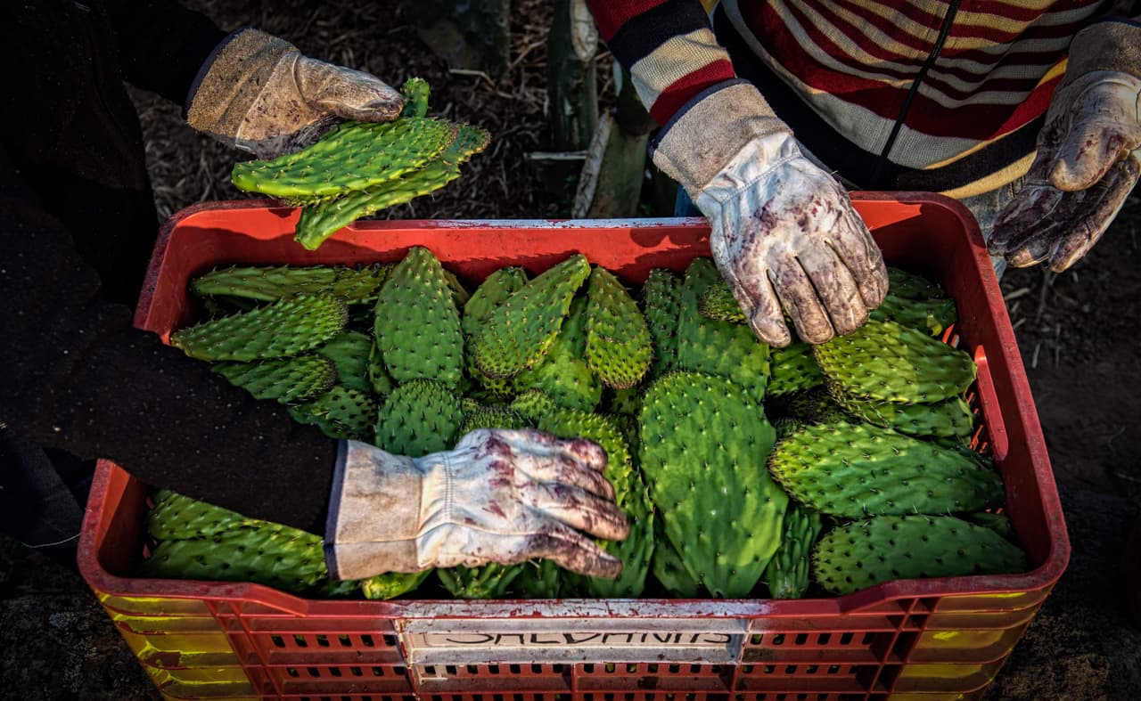 Esta plaga puede destruir nopales: esto es lo que hacen investigadores para detenerla 