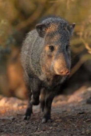 El Departamento de Caza y Pesca de Arizona informó que la mujer fue atacada, derribada y mordida en la pierna por la jabalí cerca de las carreteras Bear Canyon y Snyder. Fue trasladada a un hospital y ya ha sido dada de alta.