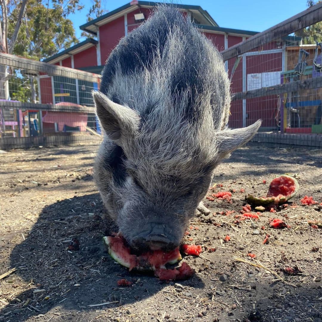Amon-Higa enfatizó que Animal Assisted Happiness no es una granja en funcionamiento.
<br>