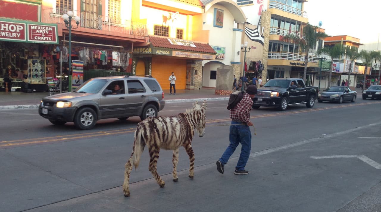 Son parte del paisaje urbano.