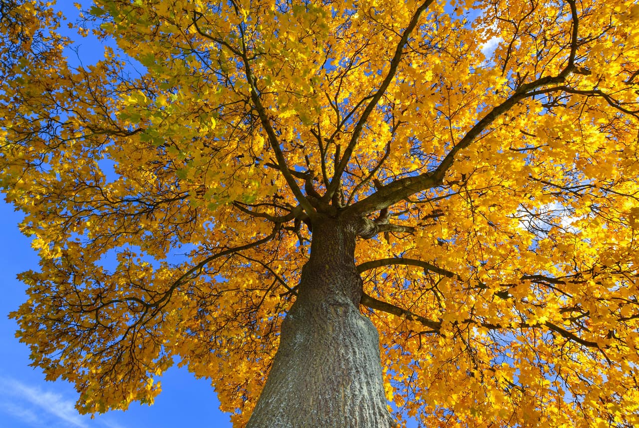 Los millonarios beneficios en salud se generan al plantar árboles en nuestras ciudades