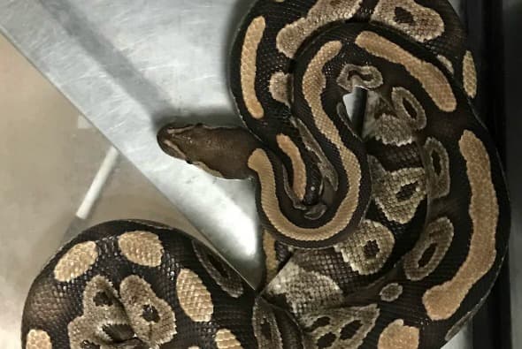 Encuentran una víbora pitón en departamento en Englewood