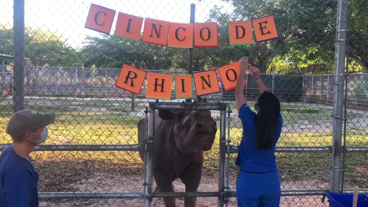 Preparan un enorme taco en el zoológico de Miami para festejar el 5 de mayo