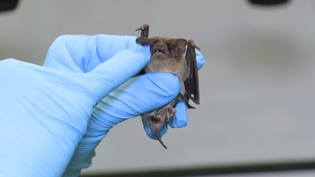 Estos mamíferos fueron rescatados la semana pasada cuando la ola de frío impactó todo Texas.