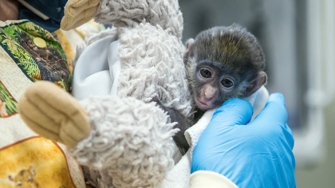 Desafortunadamente, volvió a ponerse debil por lo que Peter tuvo que ser separado nuevamente de su madre para cuidar de cerca su salud.