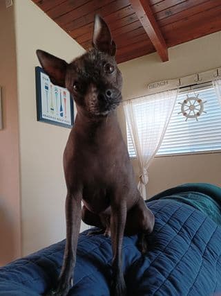 Xoloitzcuintle tiene hasta su propia página de Instagram. Búscalo como XOLITO MÁGICO.