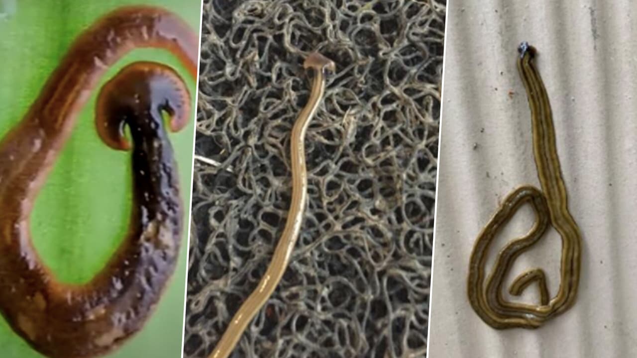 “Parecen extraterrestres”: la primavera trajo a Atlanta a la venenosa lombriz cabeza de martillo 