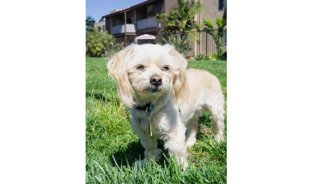 Benny, perrito rescatado y transformado